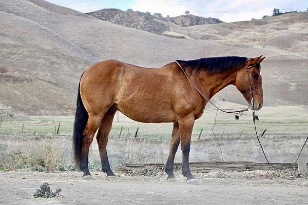 quarter-horse
