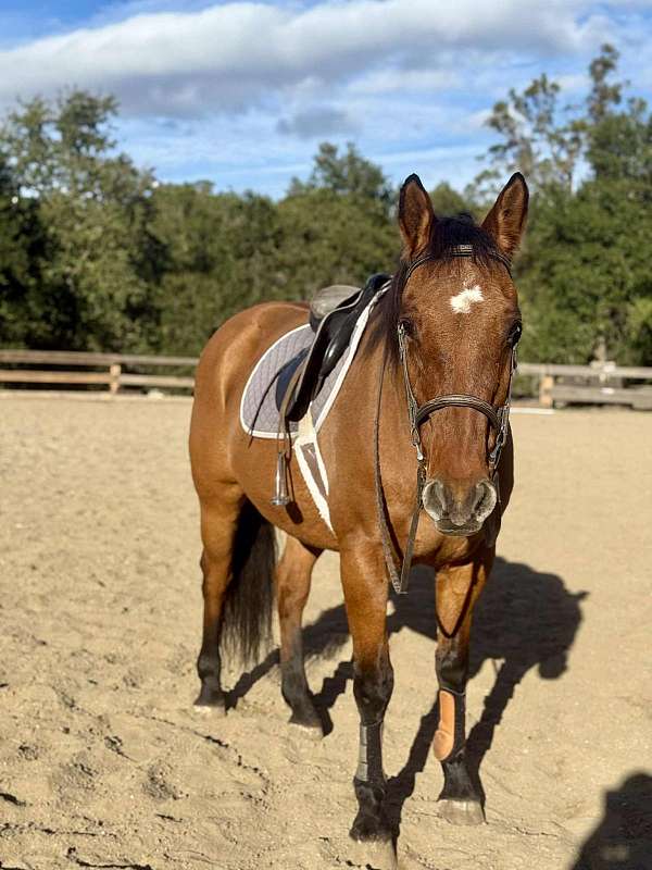ranch-quarter-horse