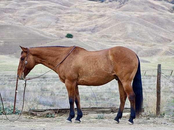 trail-quarter-horse