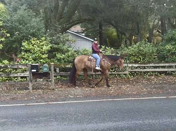 athletic-quarter-horse