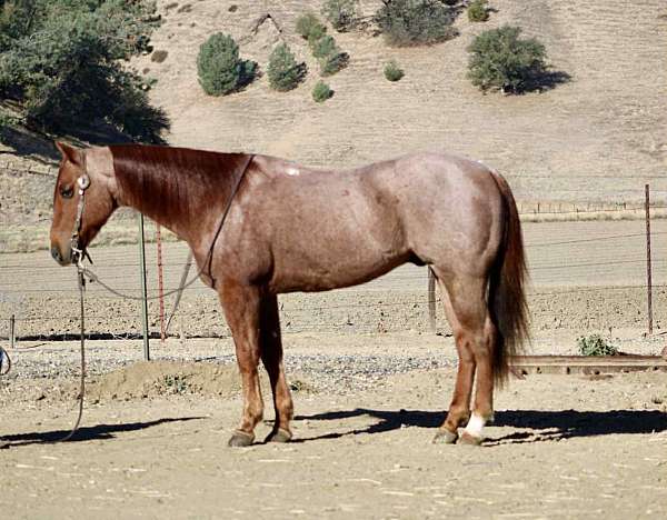 trail-horse-quarter