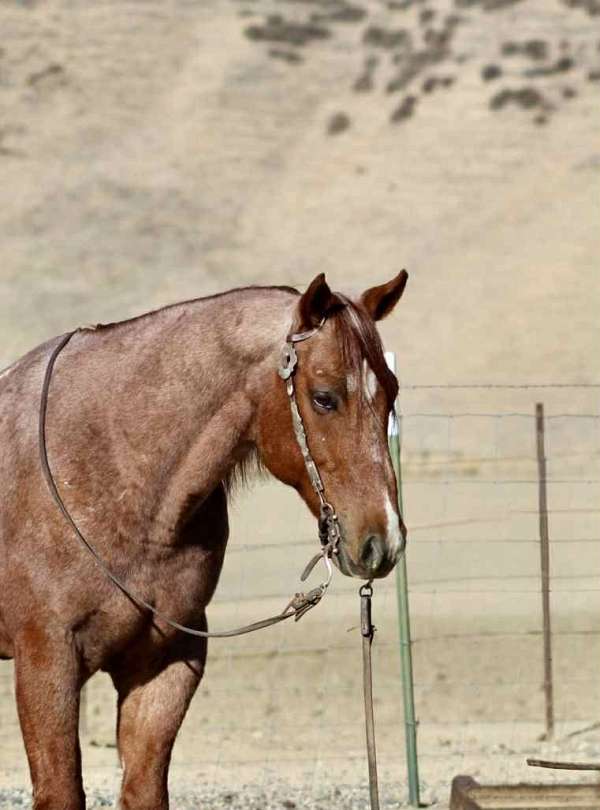 all-around-quarter-horse