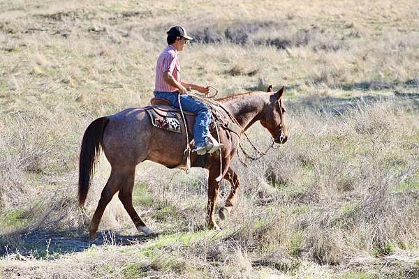 athletic-quarter-horse