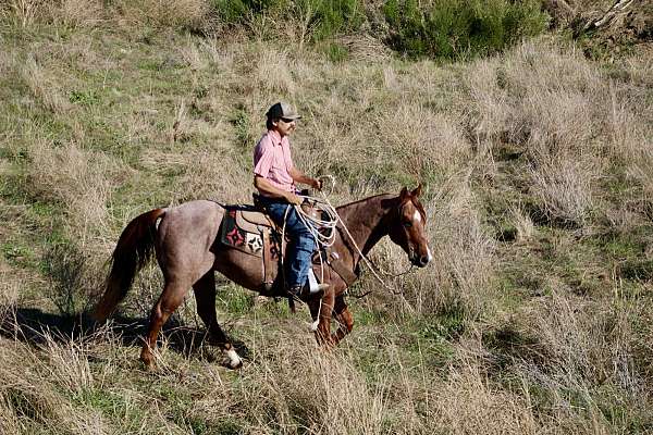 beginner-quarter-horse