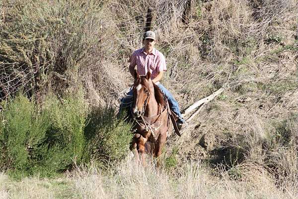 ranch-quarter-horse