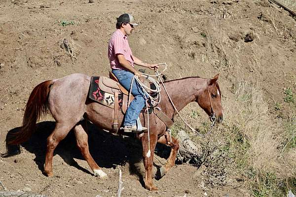 experienced-quarter-horse