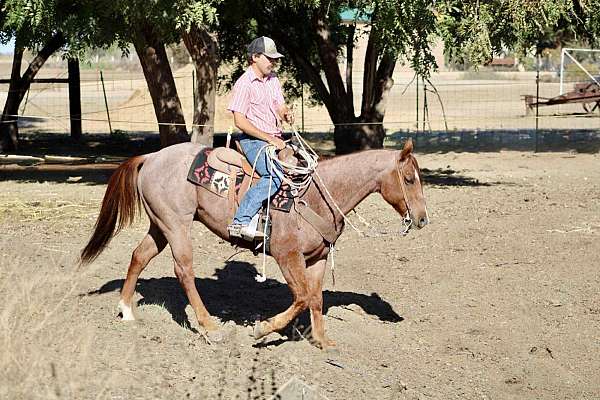 flashy-quarter-horse