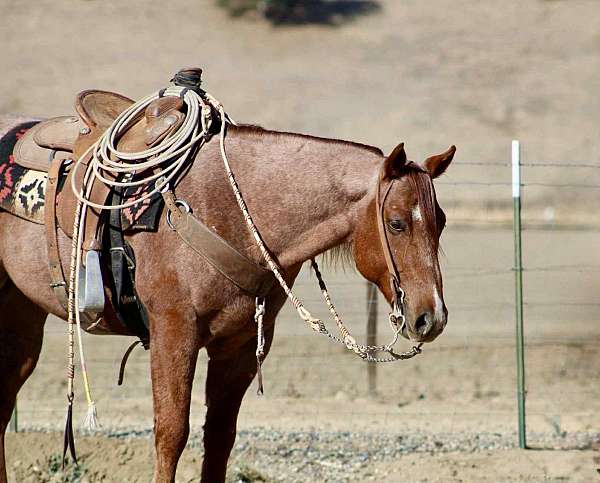 husband-safe-quarter-horse