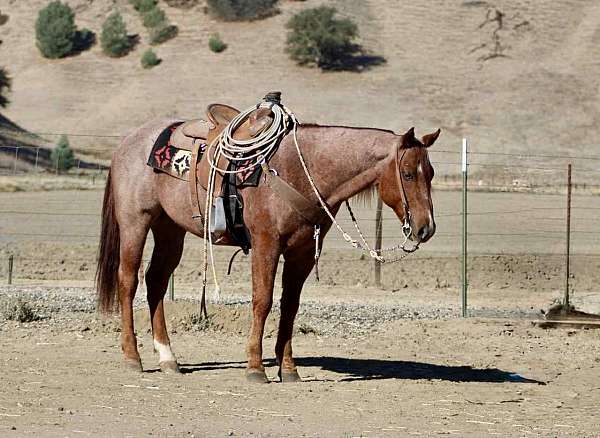 kid-safe-quarter-horse