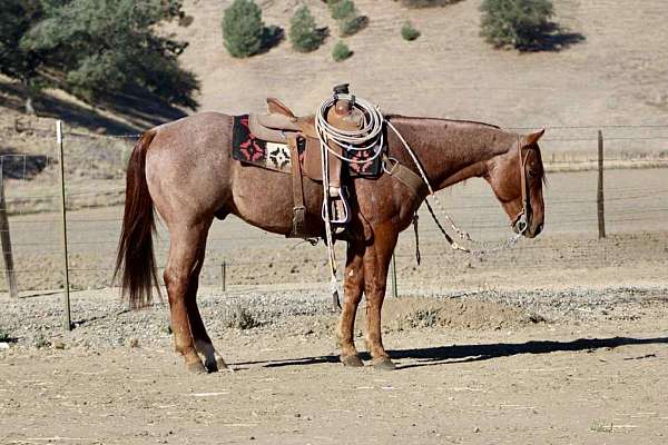ranch-versatility-quarter-horse
