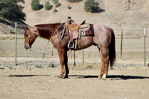 ranch-work-quarter-horse