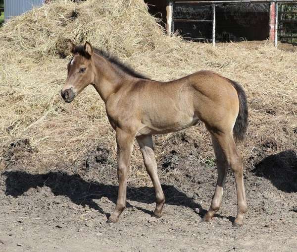 foundation-stock-quarter-horse