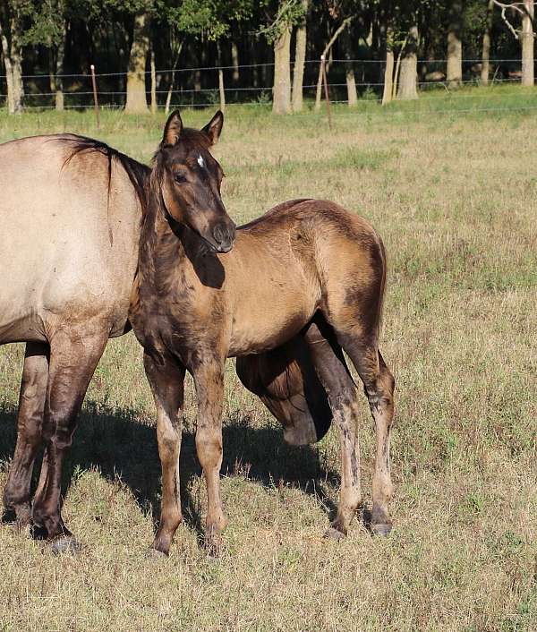 jaz-ranch-quarter-horse
