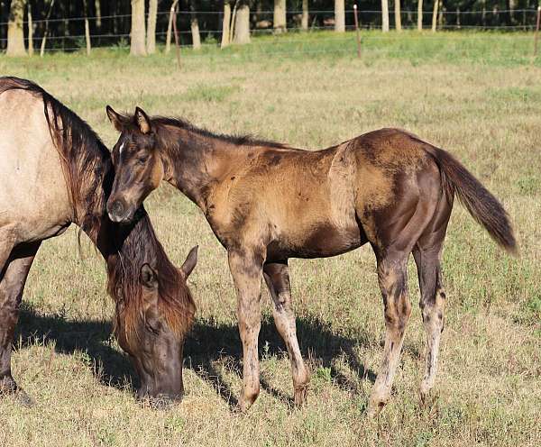 foundation-stock-horse