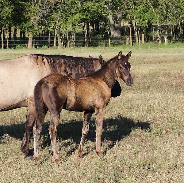 jaz-ranch-horse