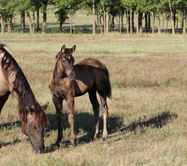 athlete-filly
