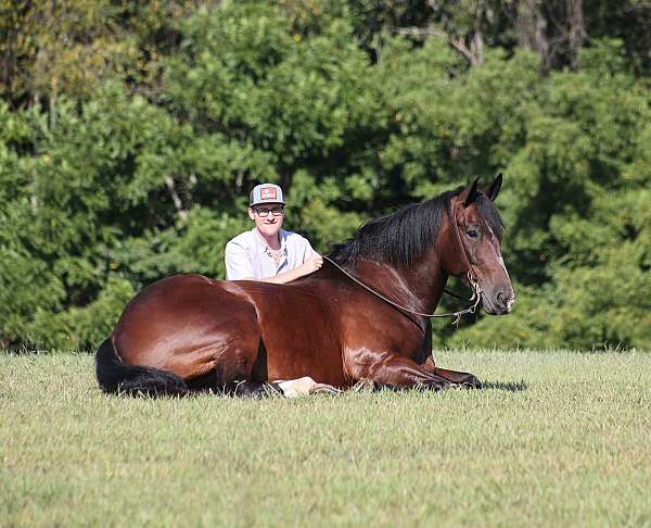 quarter-horse