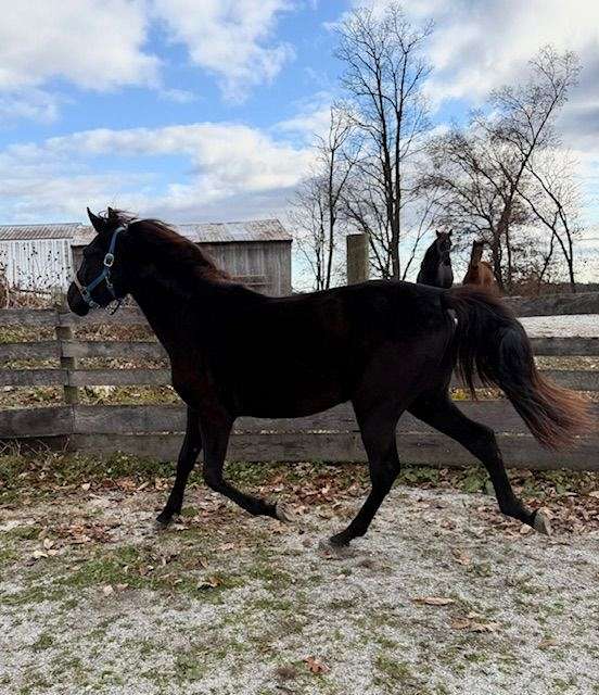big-boned-morgan-horse