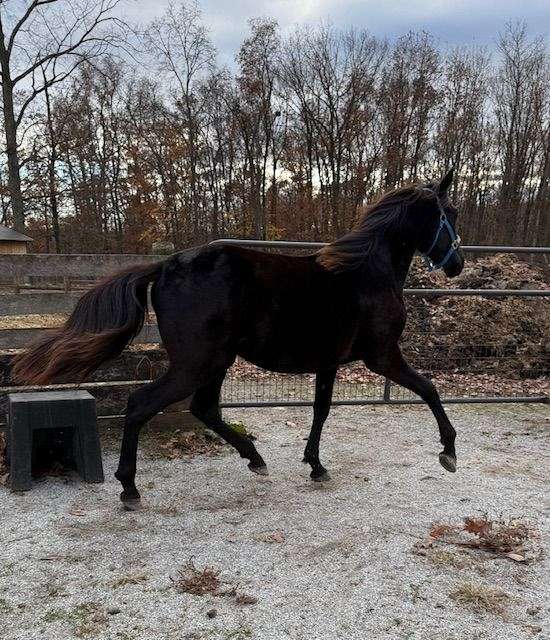 boned-morgan-horse