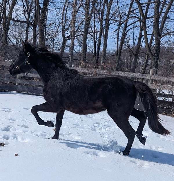 judge-morgan-horse