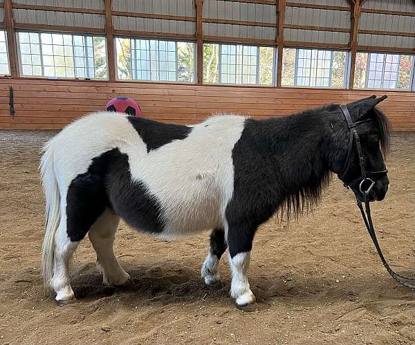 all-around-miniature-horse