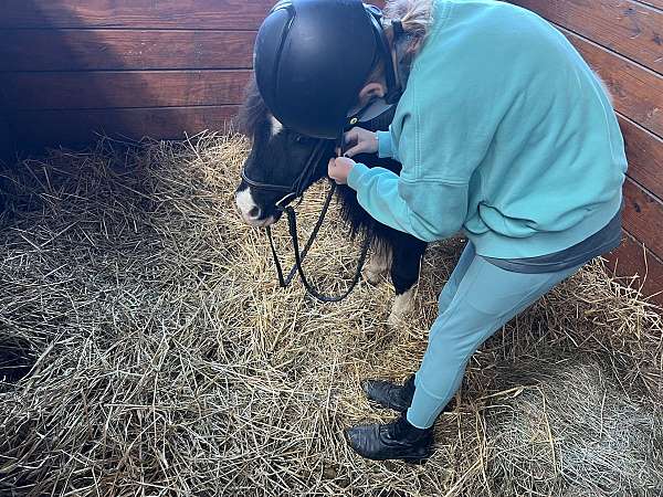beginner-miniature-horse