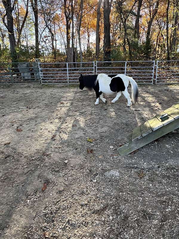 companion-miniature-horse