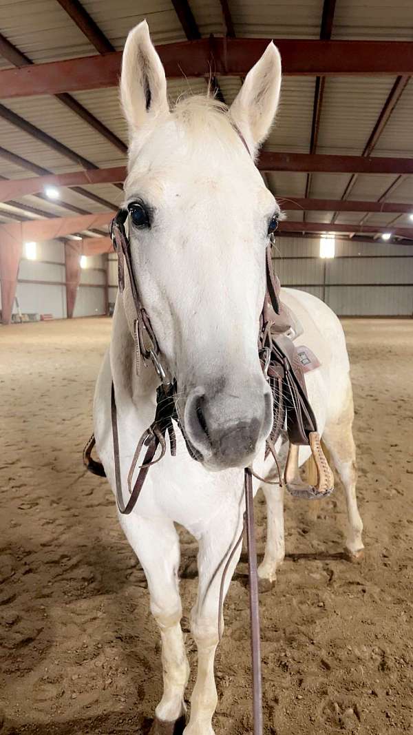 beginner-pony