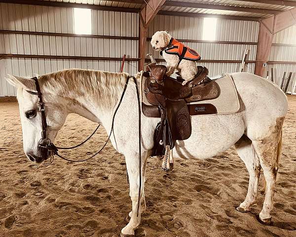 all-around-pony
