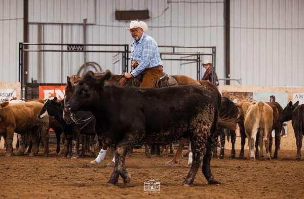 all-around-quarter-horse