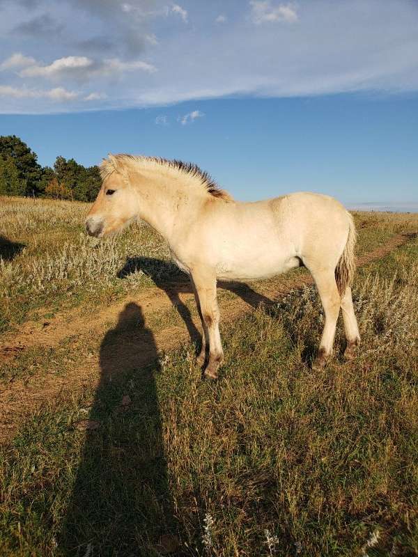 draft-draft-fjord-horse