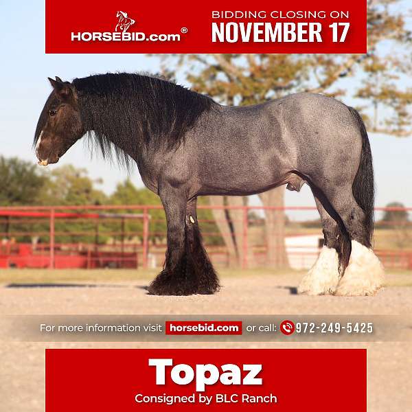 all-around-gypsy-vanner-horse