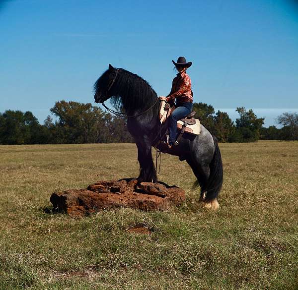 breeding-gypsy-vanner-horse