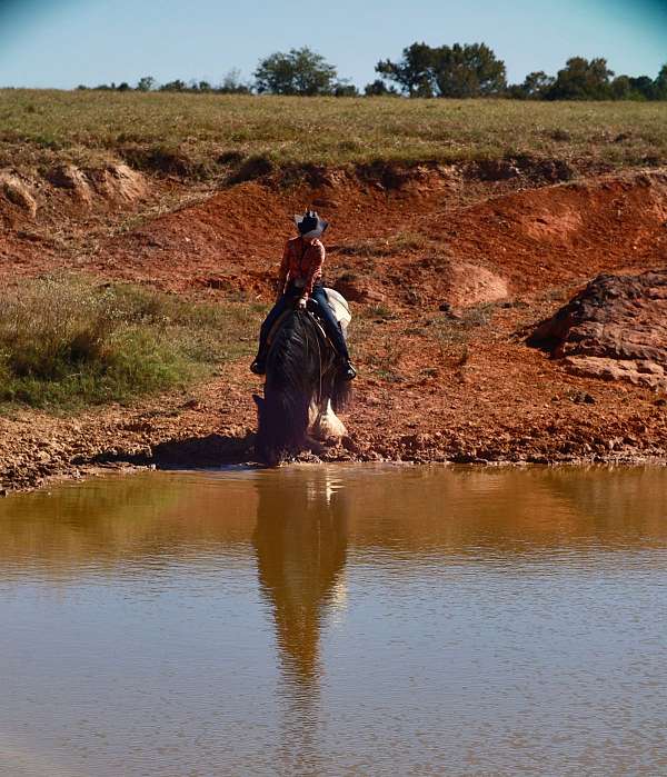driving-gypsy-vanner-horse