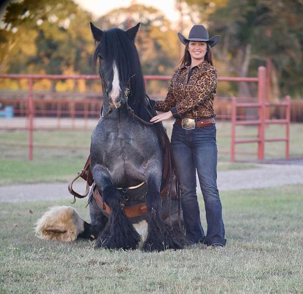 husband-safe-gypsy-vanner-horse
