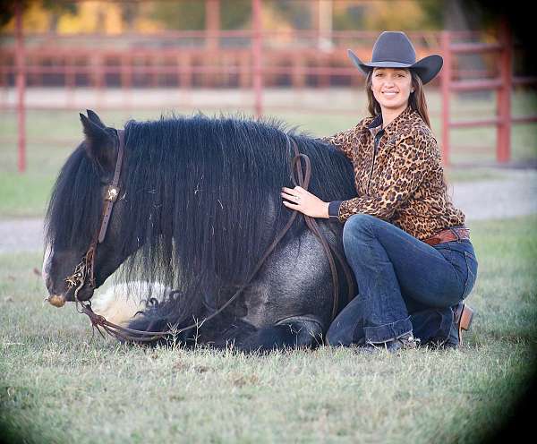 flashy-gypsy-vanner-horse