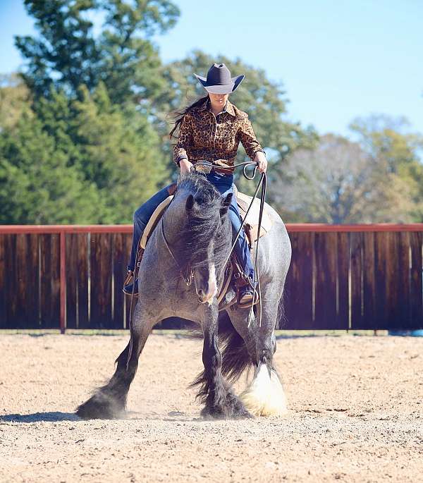 performance-gypsy-vanner-horse