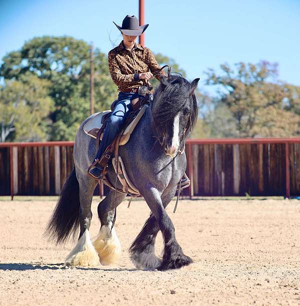 ranch-gypsy-vanner-horse