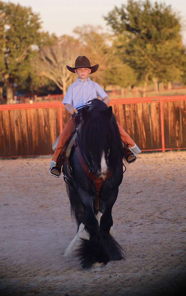 show-gypsy-vanner-horse