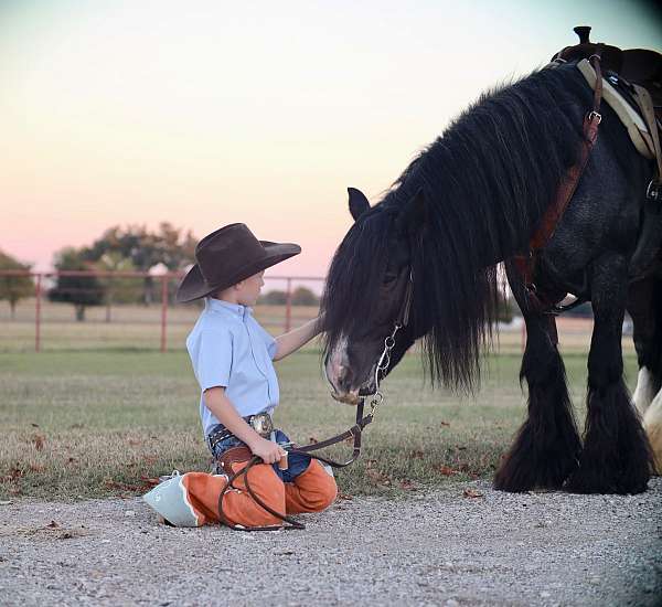 trail-gypsy-vanner-horse