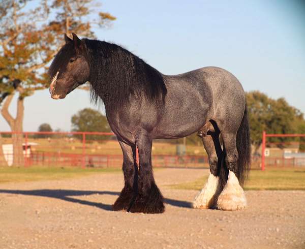 trail-riding-gypsy-vanner-horse