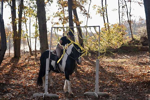 athletic-friesian-horse