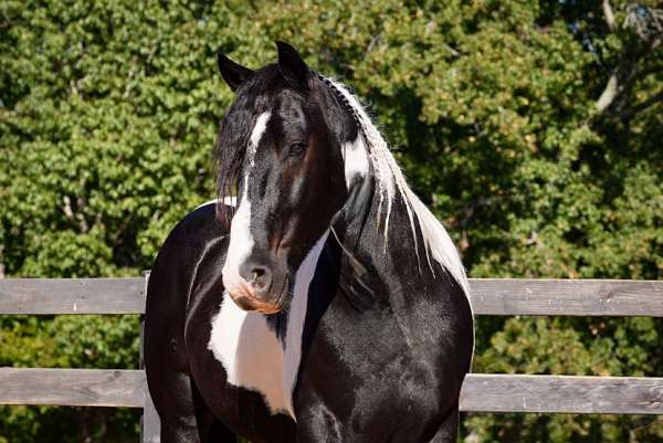 cross-friesian-horse