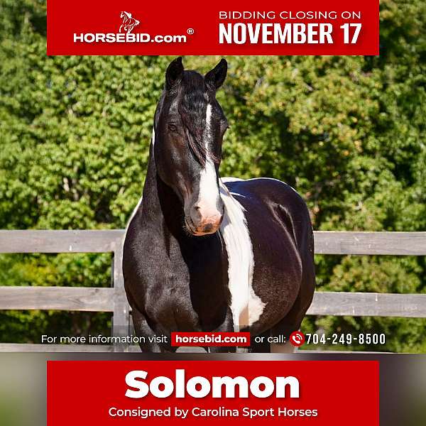 all-around-friesian-horse