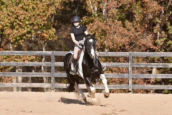 husband-safe-friesian-horse