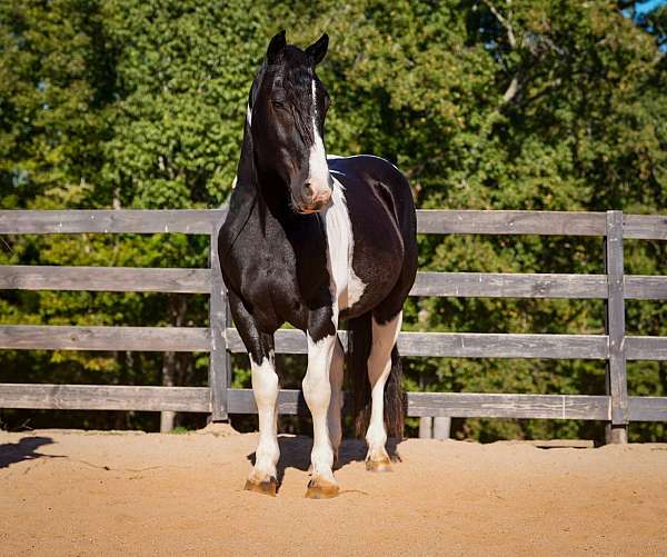 draft-friesian-horse