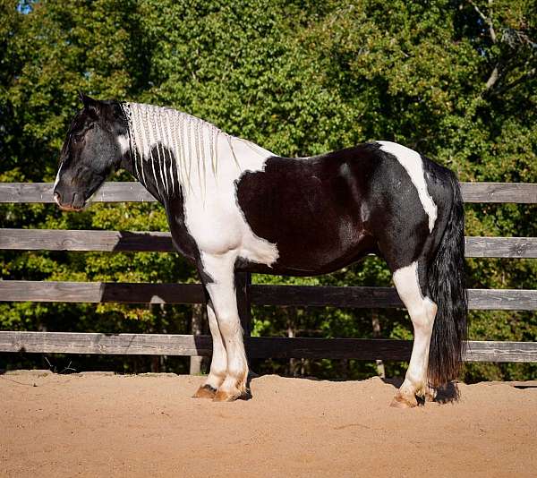 flashy-friesian-horse