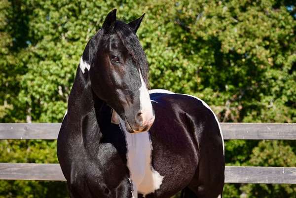 parade-friesian-horse