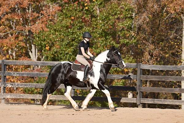 performance-friesian-horse