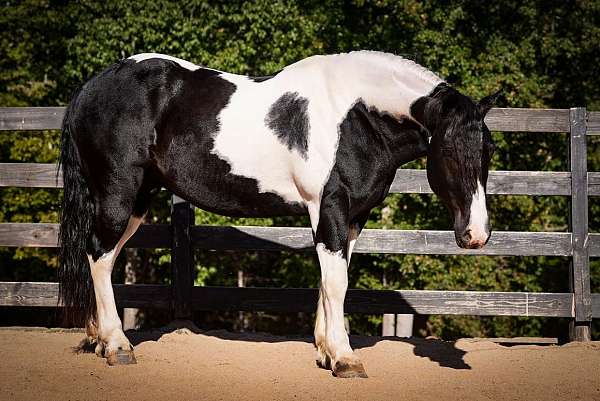 ridden-english-friesian-horse